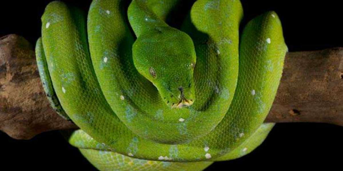 Reptiles amenazados por el comercio en línea