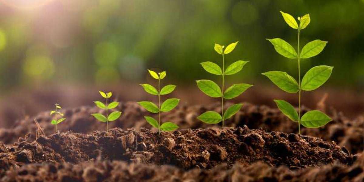 Plant Growth Regulators Market Insights Data, Future Trends And Forecast To 2030