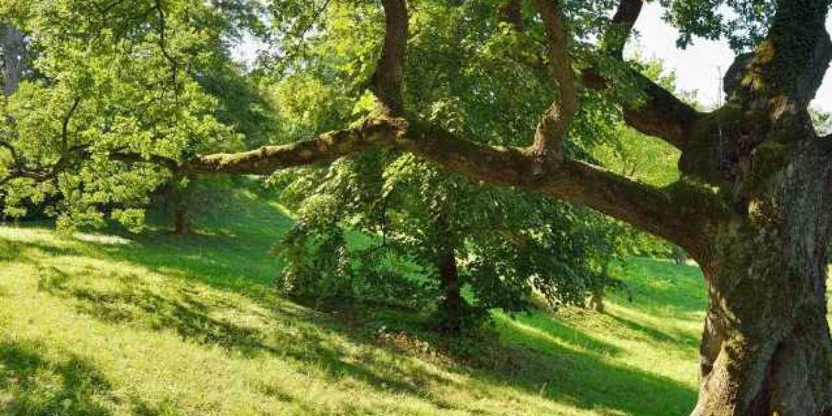 Protecting Your Property and Trees: How to Choose the Right Tree Service Provider