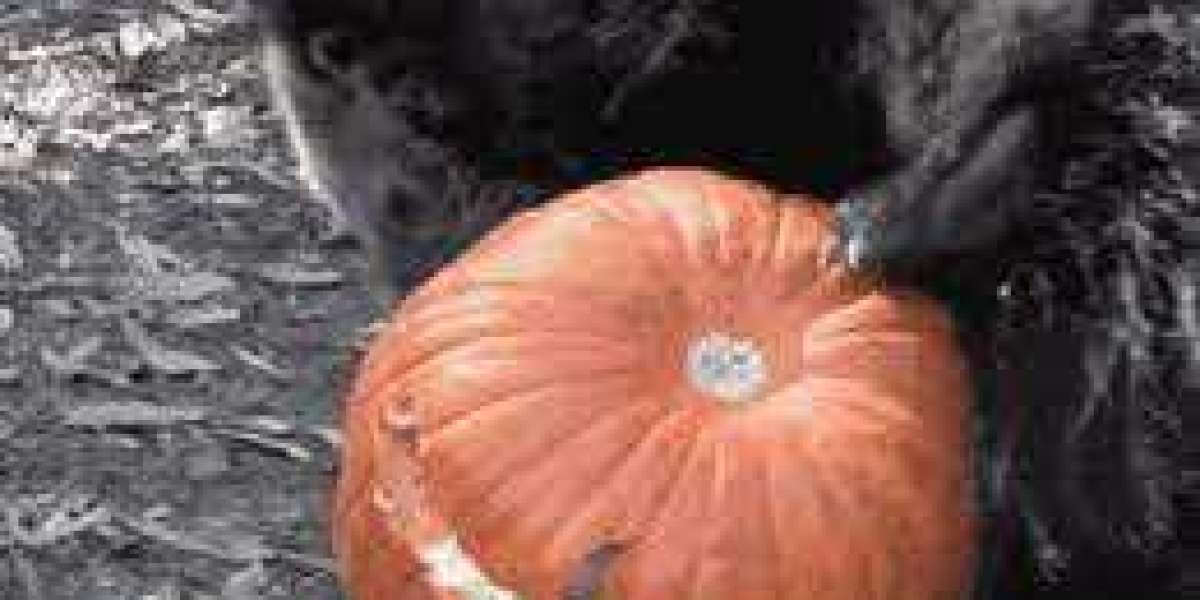Pumpkin vs. Bearcat: A Comprehensive Comparison