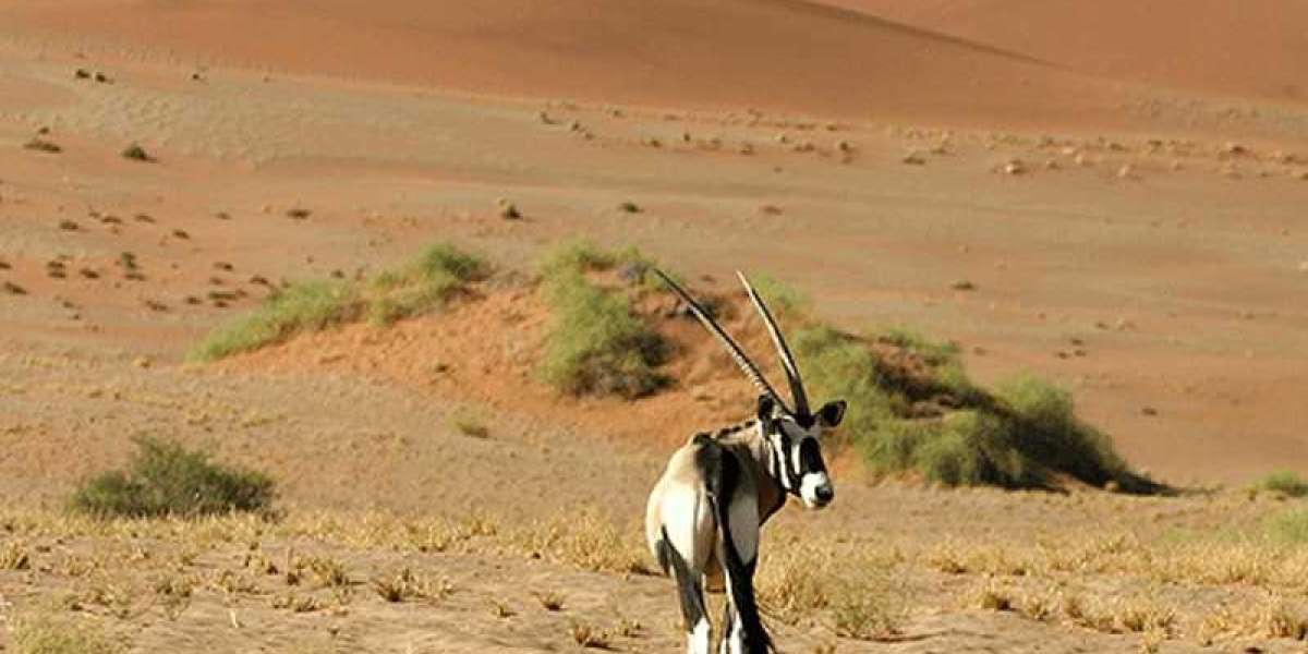 Desert National Park Jaisalmer