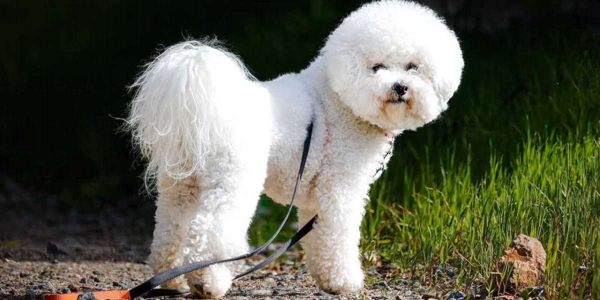 Your Perfect Companion: Bichon Frise Puppies in Mumbai