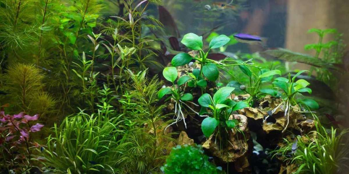 Aquascaping 101: Essential Tools and Techniques