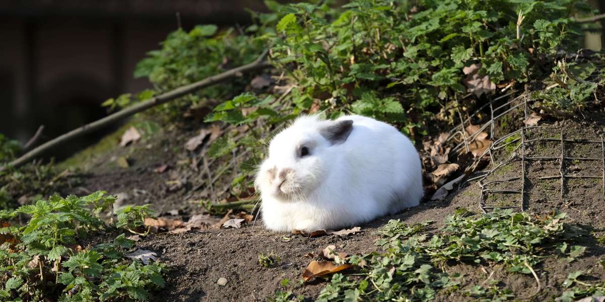 A Comprehensive Guide to Caring for Rabbits at Home