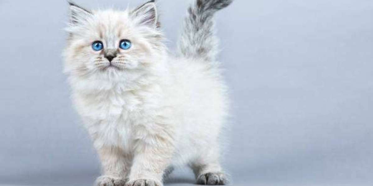The Most Beautiful Cat Breeds: A Guide to Feline Elegance