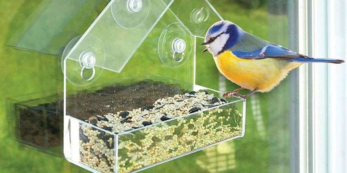 Bringing Nature Closer: The Magic of Acrylic Window Bird Feeders