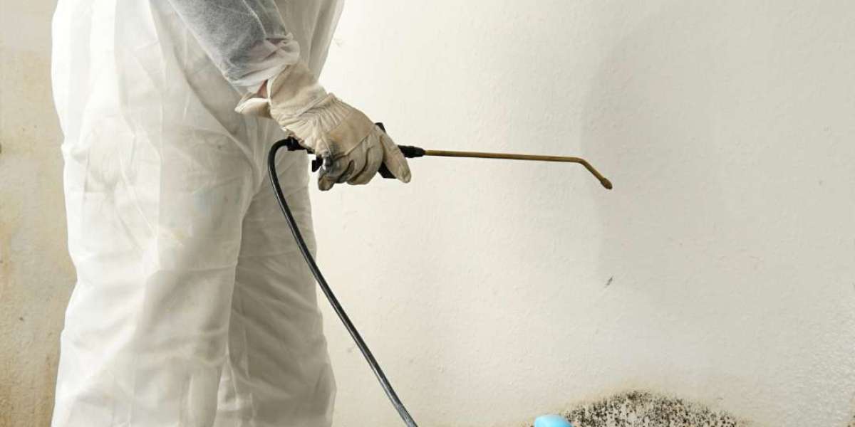 Brightening Up Your Home: Rainbow Mold Removal Services Illuminate