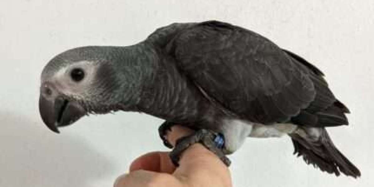 African-american Gray Parrot Names: Selecting the Correct One