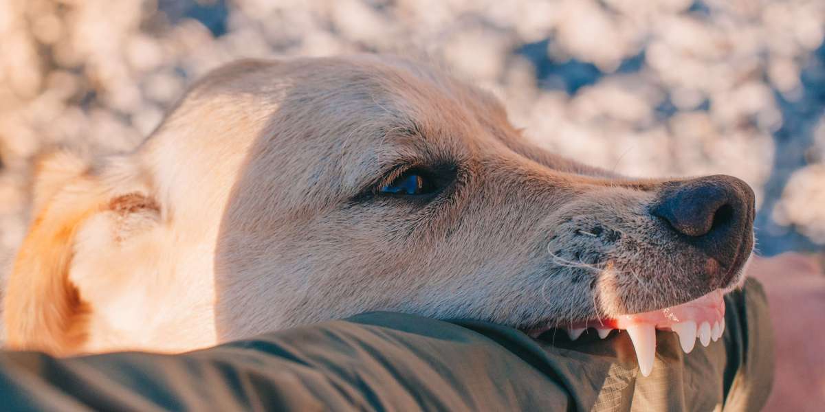 Understanding Dog Bite Liability: Strategies for Securing Compensation