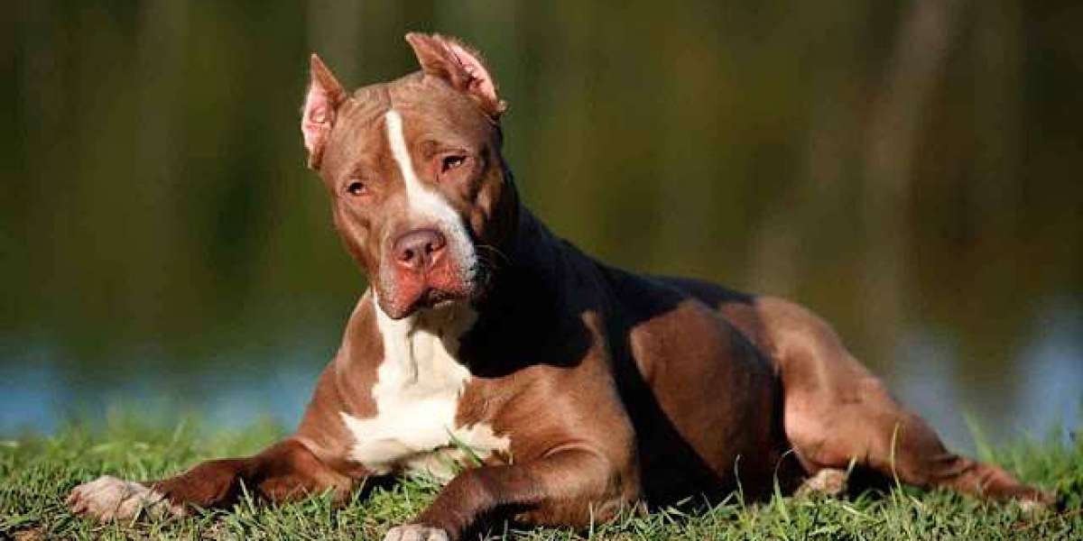 Which Dog Breed Suits Your Lifestyle? Comparing Rottweilers, Dobermans, German Shepherds, and Pitbulls