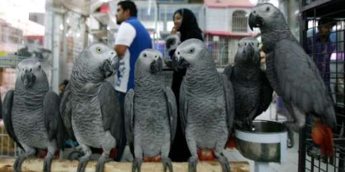 African-american Grey Parrot Wellness Check: Signals of Disease