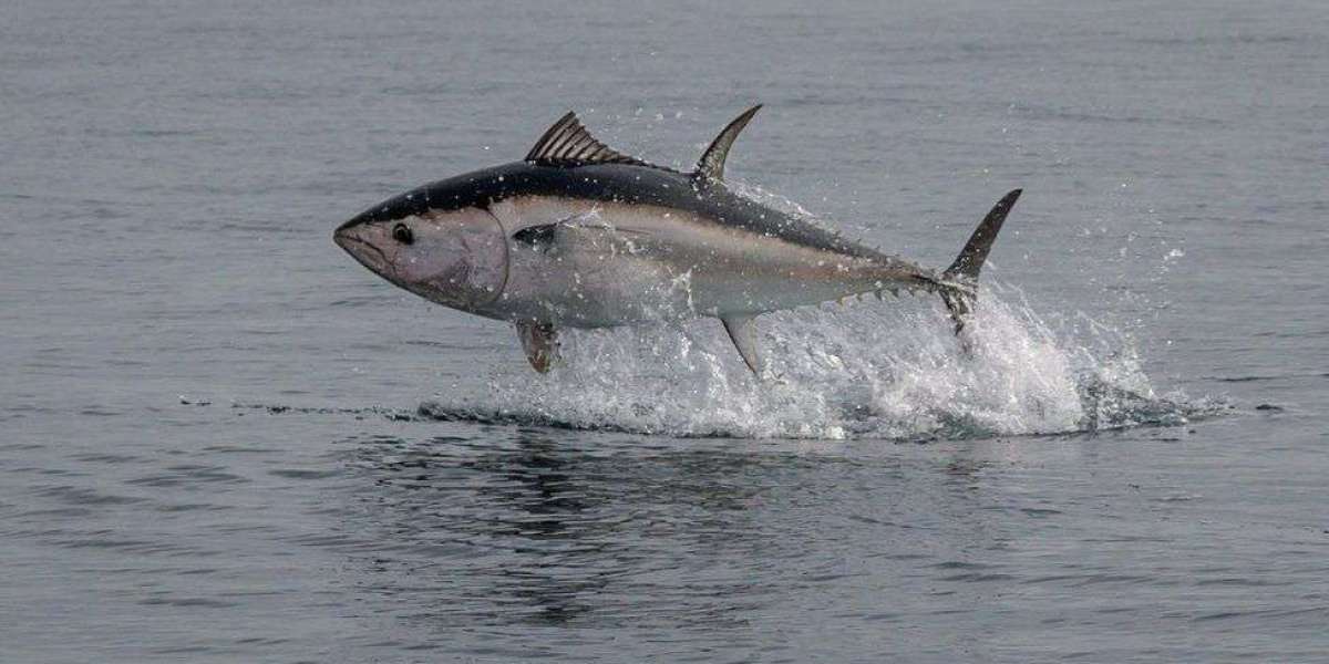 Tuna Market Trends, Share, Growth Opportunities, and Forecast 2024-2032