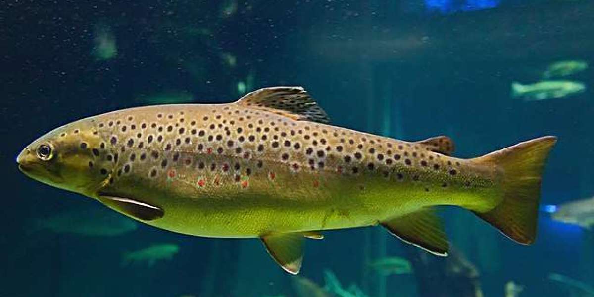 Trout Market Size, Trends, Industry Share, Key Players and Forecast 2024-2032