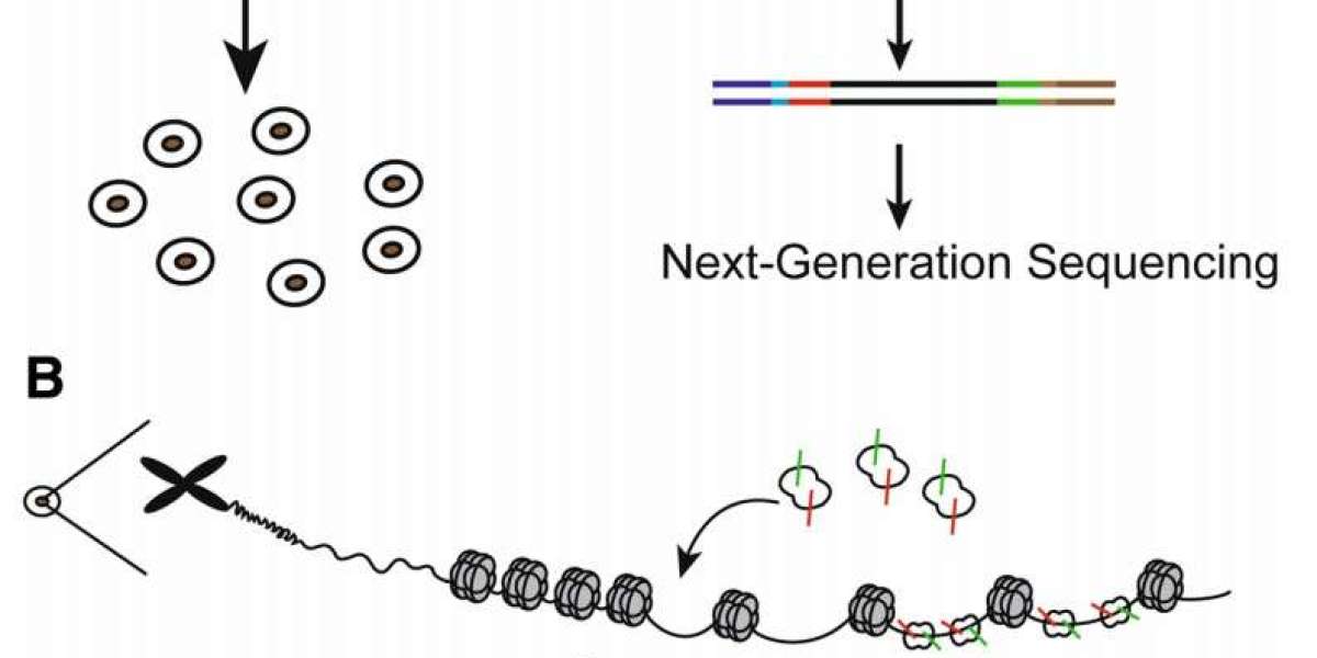 ATAC-seq - A Tool for Analyzing Epigenetics