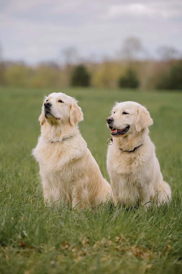 #1Golden retriever puppies available in Michigan, Chicago - All four Paws