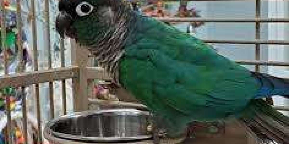 Exploring The World Of Conure Birds: A Focus On The Black Cap Conure