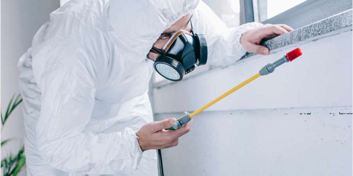 Pest Inspections: The First Step in Protecting Your Property Investment