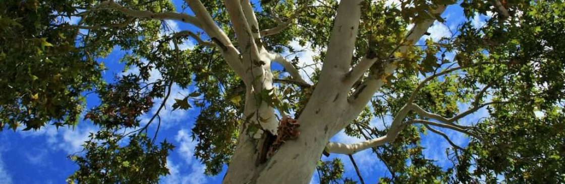 Top Point Tree Cover Image