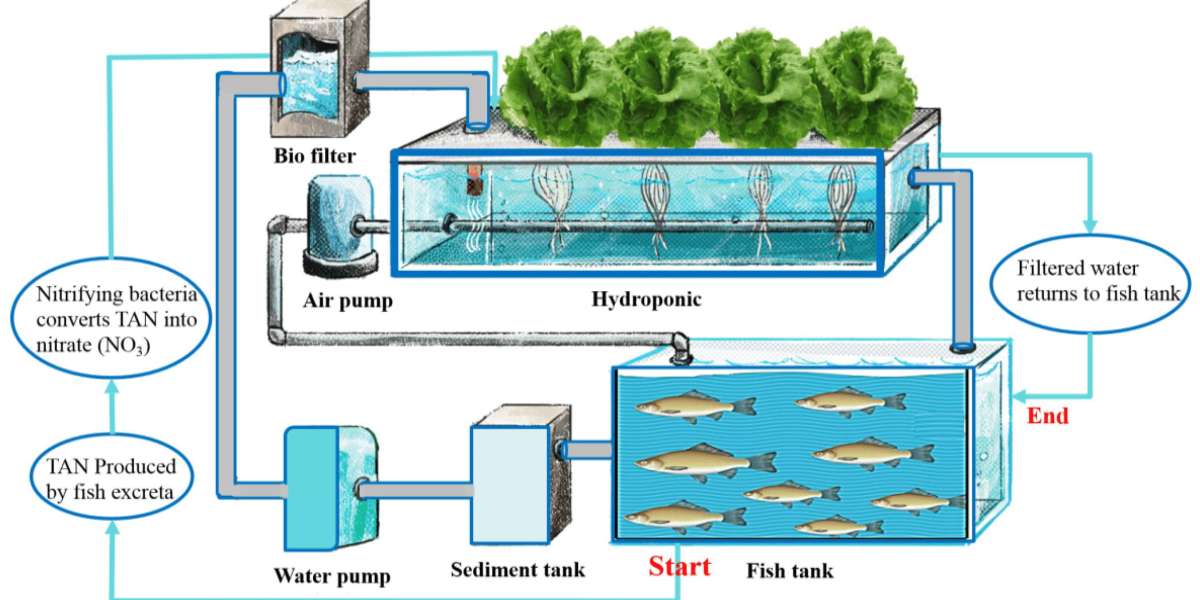 Aquaponics Market 2024 Size, Key Players & Forecast Report to 2032