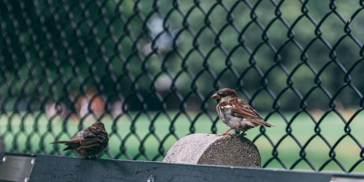 Top 5 FAQs About Anti Bird Nets for Chennai Residents