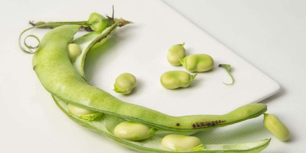 Faba Bean Protein Market Share & Trends, Growth by New Techniques and Opportunities 2032