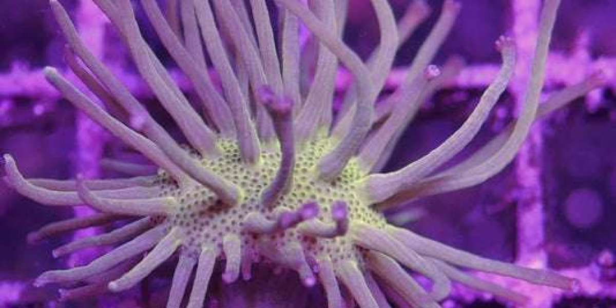 Embark on Your Reef Aquarium Journey with Eric Borneman's Expertise