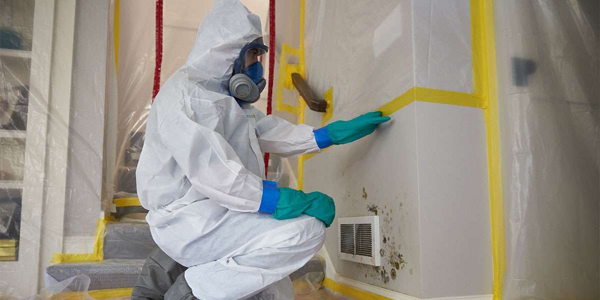 What Makes Professional Mold Removal Services Worth the Investment?