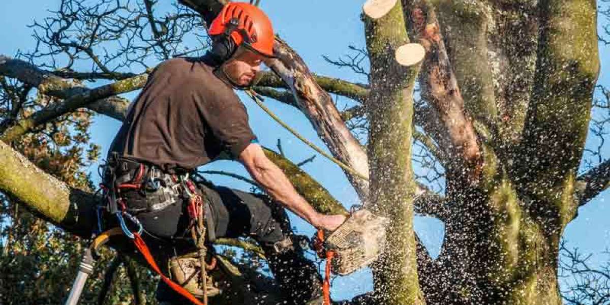 The Importance of Hiring a Professional Tree Surgeon in Coventry