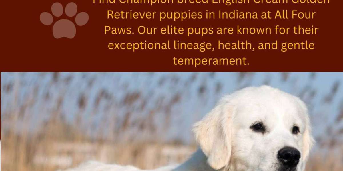 Find AKC European Champion English Golden Retriever Puppies for Sale in Florida, Chicago, Michigan & Indiana - All F