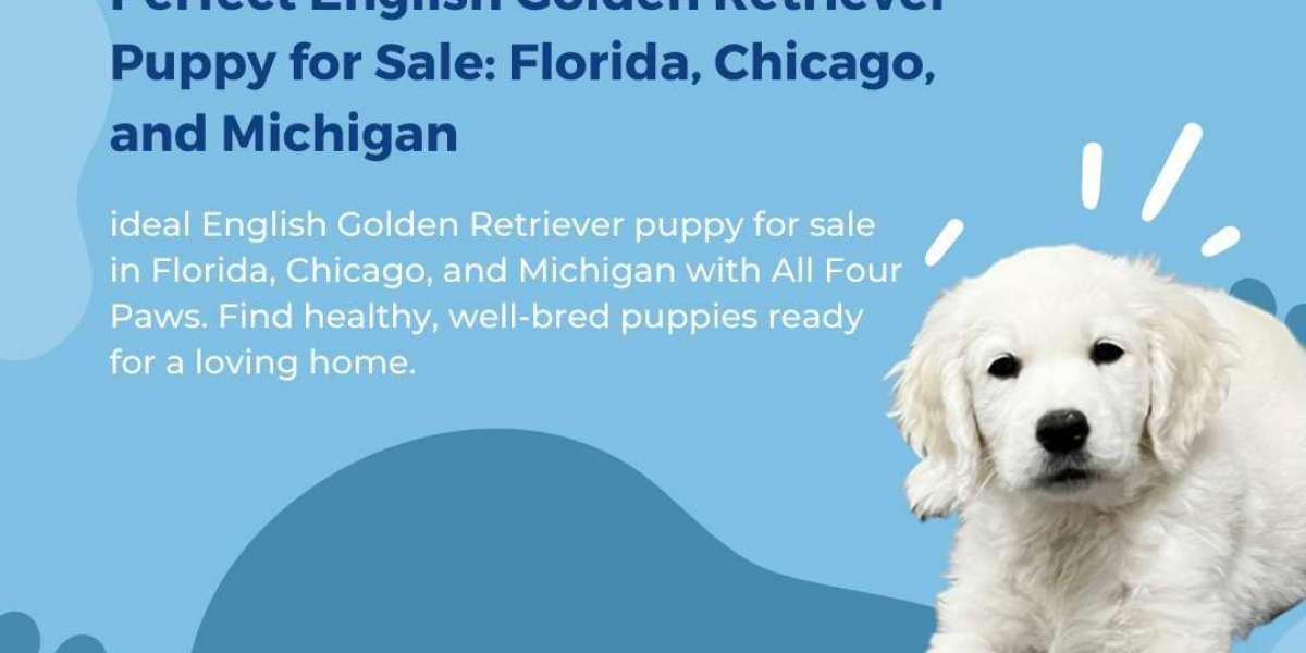 All Four Paws: Champion Bred Golden Retrievers and Puppies in Indiana, Midwest, Florida, and Michigan