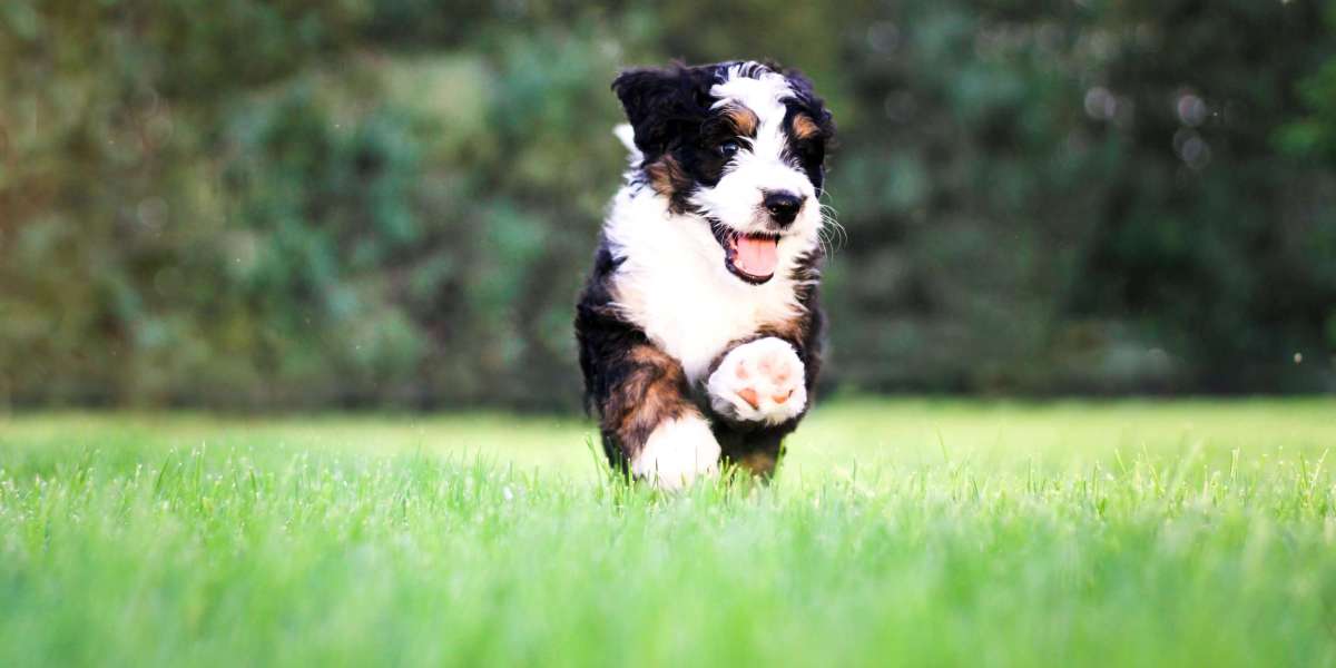 The Ultimate Guide to F1 Bernedoodle Puppies and the Best Breeding Programs