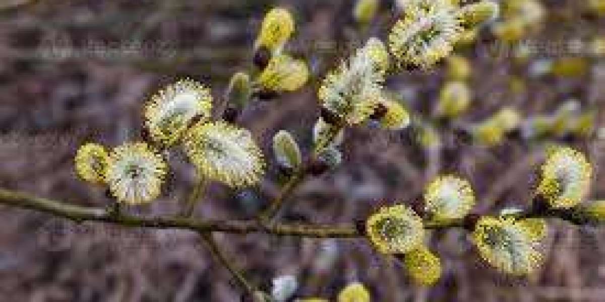 THCNM i Sverige: En Översikt över Cannabisprodukter och Deras Popularitet