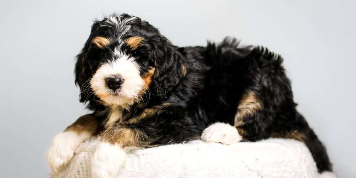 Doodle Breeders in Colorado: Finding the Best Colorado Bernedoodle Breeder