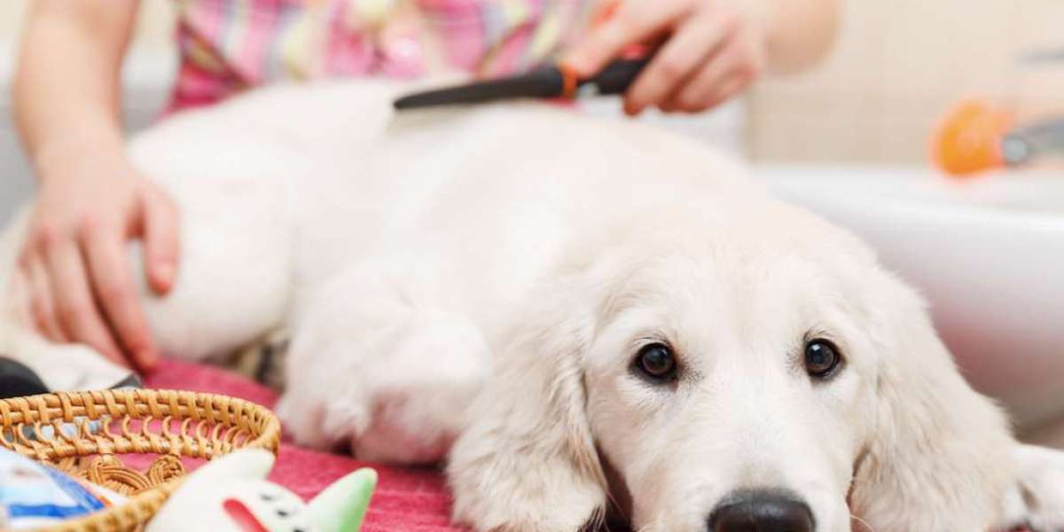 Professional House Cleaning After Pets – Expert Pet Cleaning Services