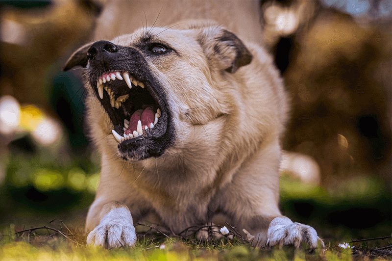 How to Train Aggression Out of a Dog: ext_6685504 — LiveJournal