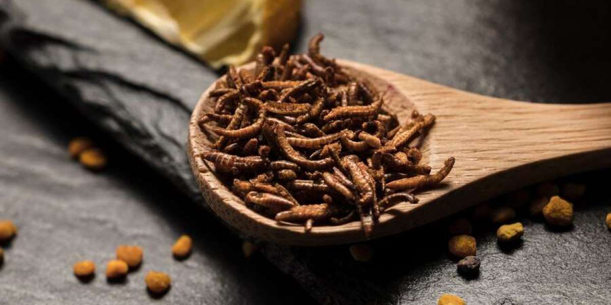 Insect Feed Market: A Sustainable Solution for Future Animal Nutrition