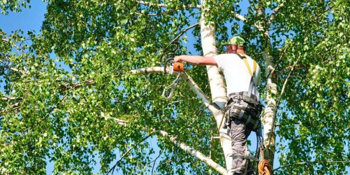 Comprehensive Tree Care Solutions for a Healthy Landscape