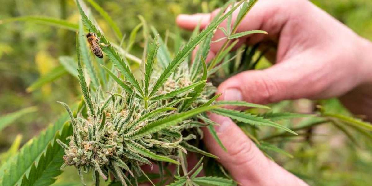 Why Weed Became the Go-To Green for NYC Delivery