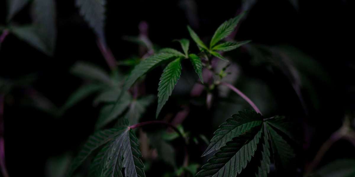 How Weed Reclassification Will Transform Weed Delivery Services in NYC